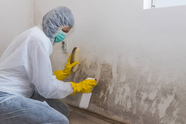 Best Water Damage & Mold Remediation  in Fern Prairie, WA