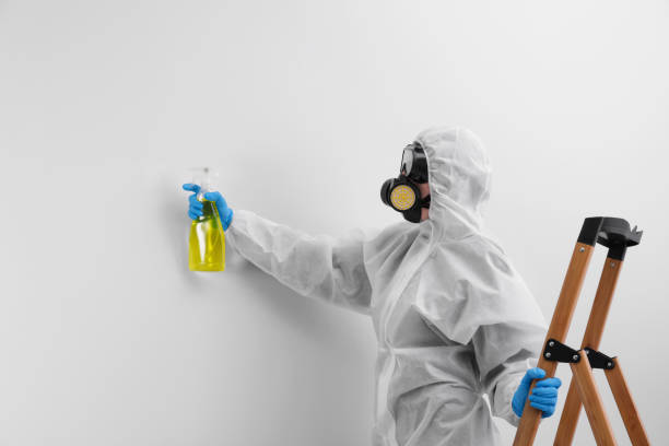 Best Basement Mold Removal  in Fern Prairie, WA